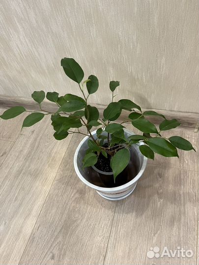 Фикус бенджамина