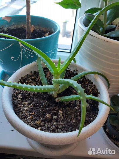 Алоэ древовидное, столетник