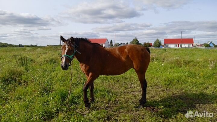 Продам лошадь 6 лет