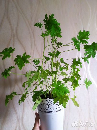 Пеларгония герань(душистая)