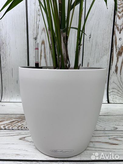 Пальма ховея H 120 см