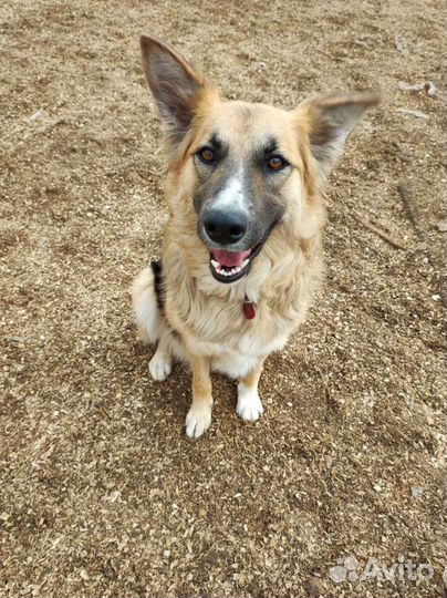 Лисочка метис лайки и овчарки ищет дом