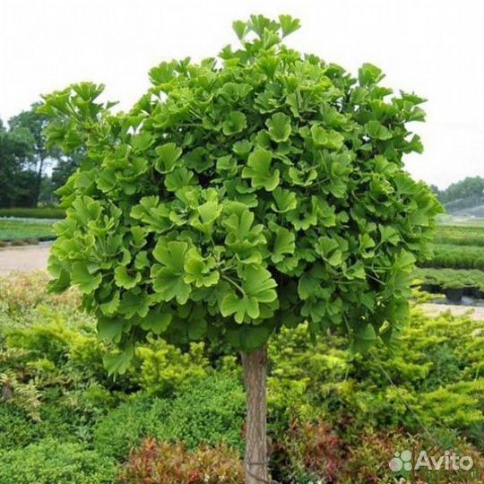 Мурайя, гинкго билоба, азимина, лимонник. унаби