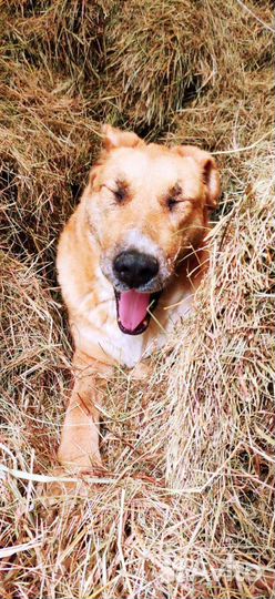 Собачки с приюта ищут дом