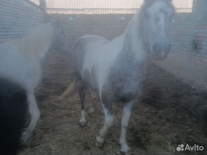 Продам кобыл