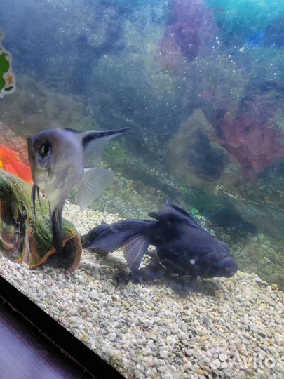 Аквариум без рыб
