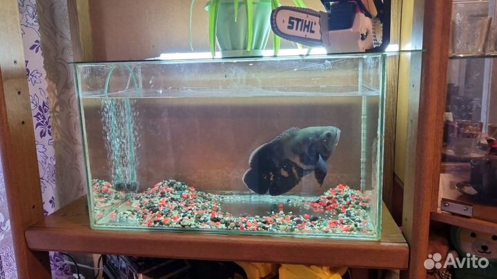 Рыба Астранотус