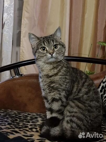 Отдам кошку в добрые руки