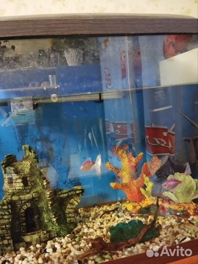 Аквариум