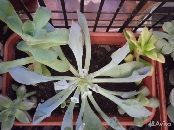 Кактусики и цветочки для души