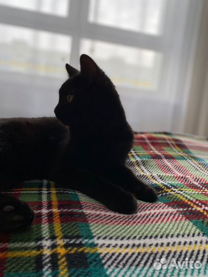Котик в добрые руки