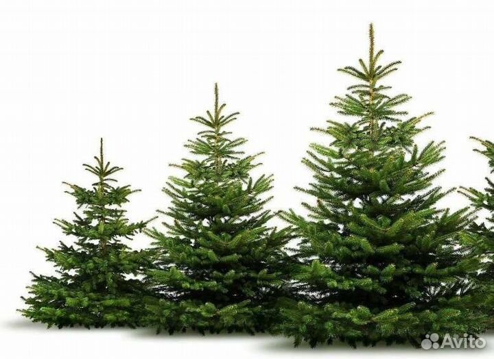 Крупномер ели