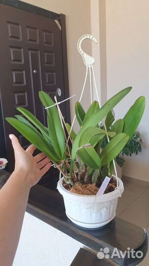 Каттлея/ Cattleya