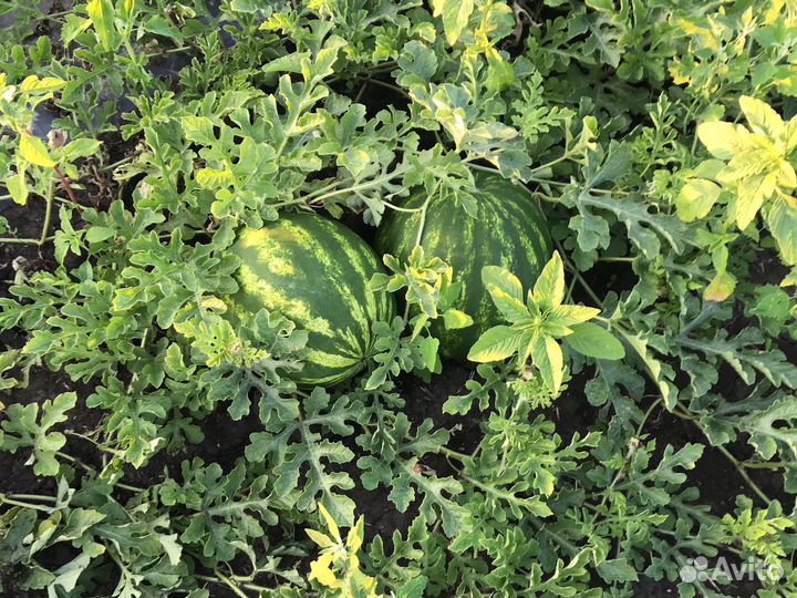 Арбуз Каристан