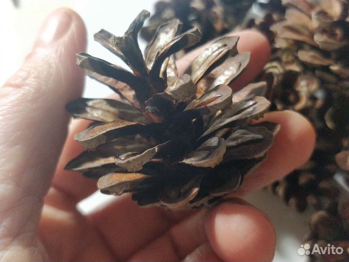 Шишки сосновые продать
