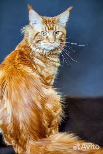 Мейн кун Вязка