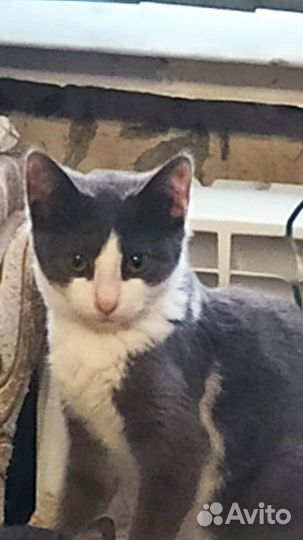 Котенок в добрые руки