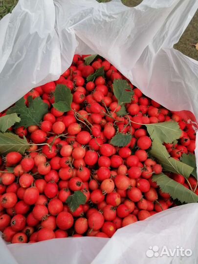 Боярышник ягоды