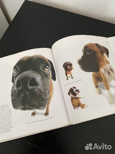 Книга The dog artlist collection