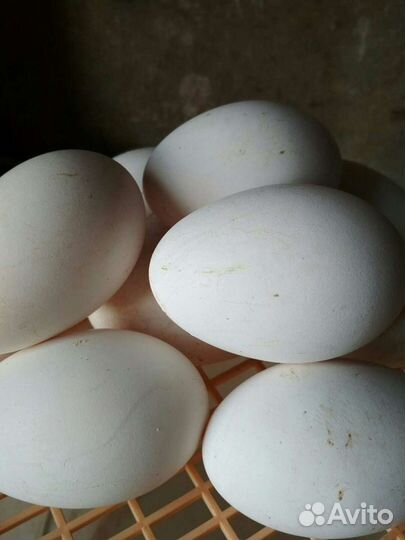 Яйцо инкубационное гусиное
