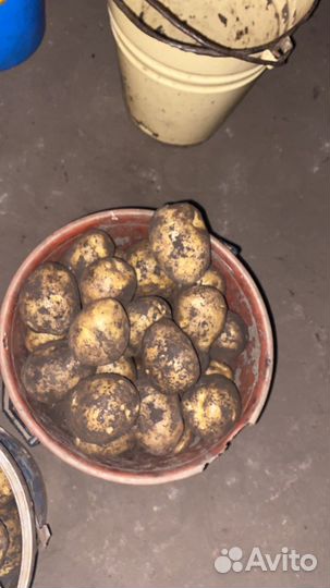 Картофель
