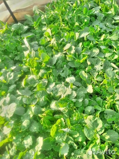 Рассада овощей, ягод и цветов