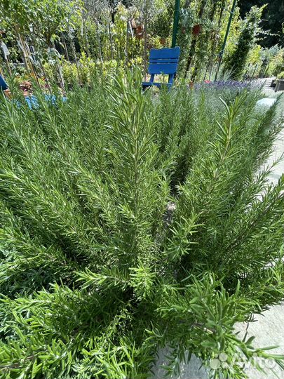 Растения для сада