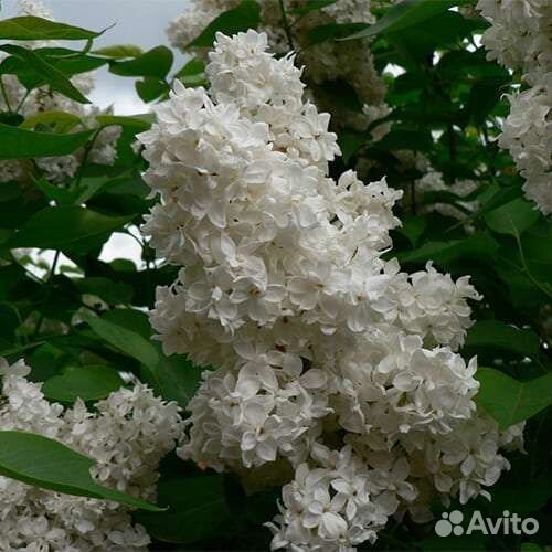 Саженцы сирени и рябины красной