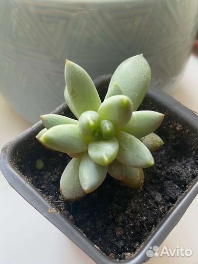 Суккулент Пахиверия