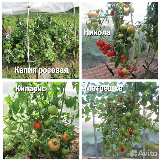 Семена томатов своего сбора