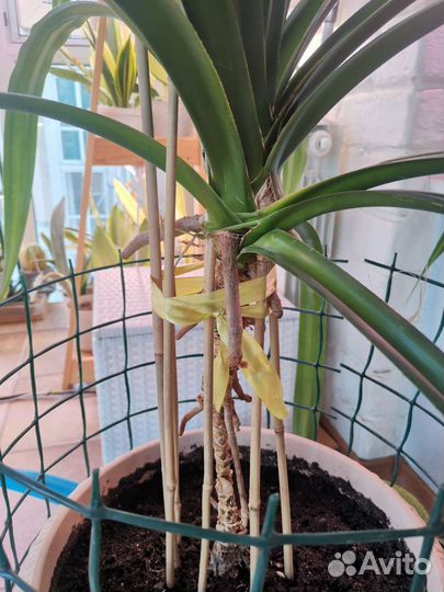 Панданус (Pandanus)