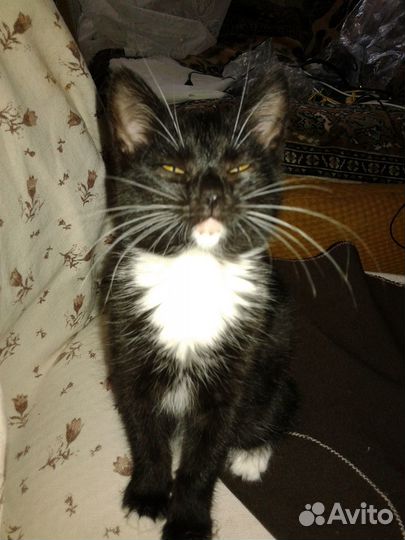 Ищу котенку заботливые И надежные руки