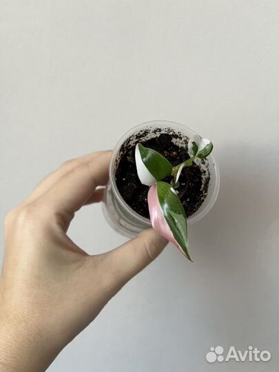 Филодендрон