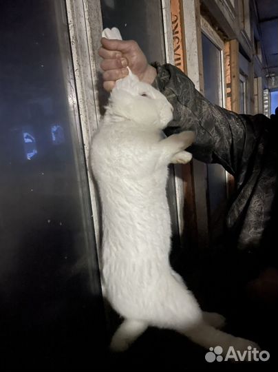 Кролики мясных пород