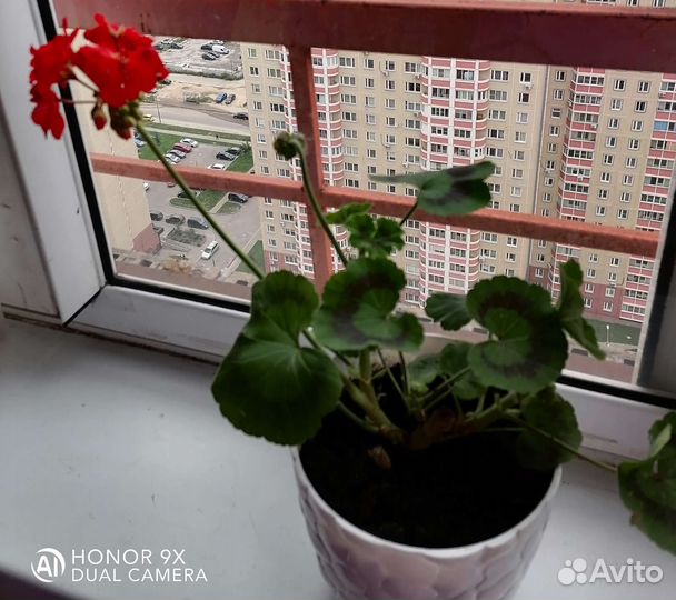 Герань красная