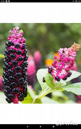 Фитолакка (лаконос)