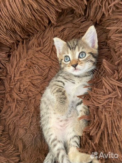 Кошка в дар