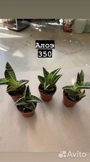 Комнатные растения