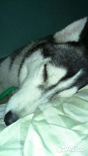 Собака в добрые руки отдам бесплатно