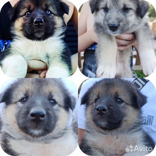 Отдам щенков на охрану