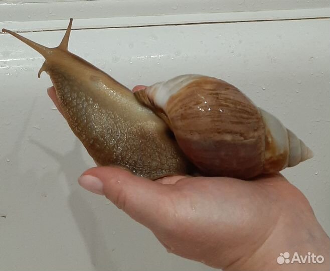 Улитки ахатины идеальный питомец