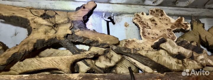 Каповый тополь