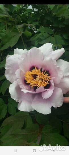 Пион древовидный