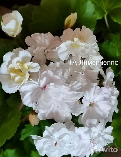 Пеларгония Ю-Царская Невеста,TA Леди Винтер и др