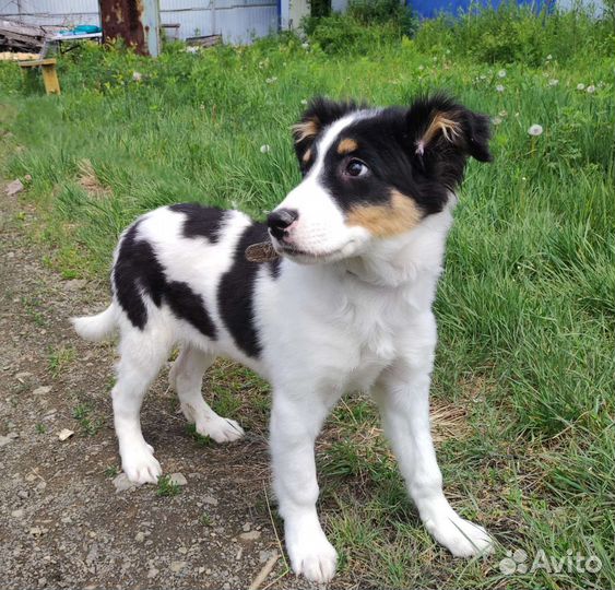 Щенок в добрые руки