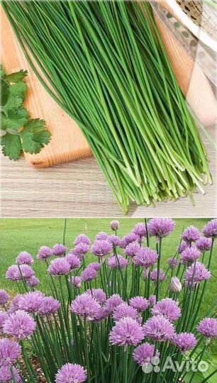 Луки, медуница, примула, клематис, хосты