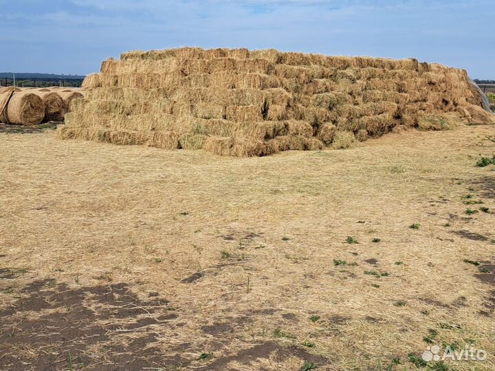 Сено люцерна второй укос