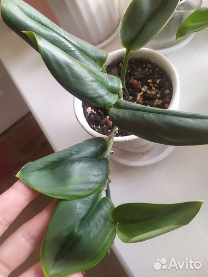 Сциндапсус Мунлайт