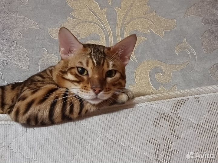 Вязка Бенгальский кот