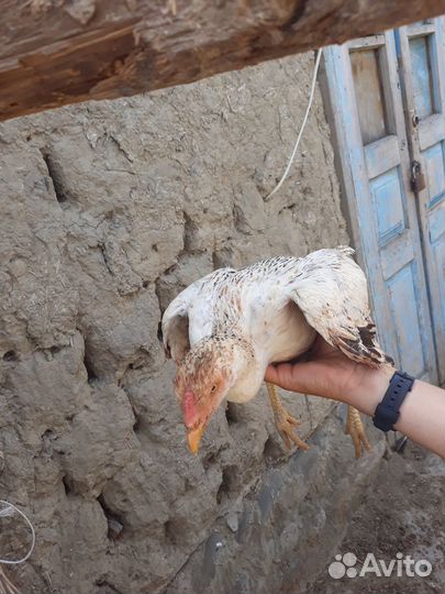 Бойцовая курица